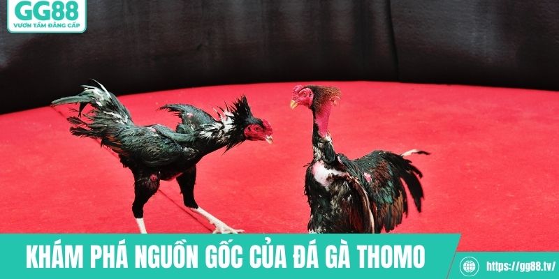 Khám phá nguồn gốc lịch sử của đá gà Thomo
