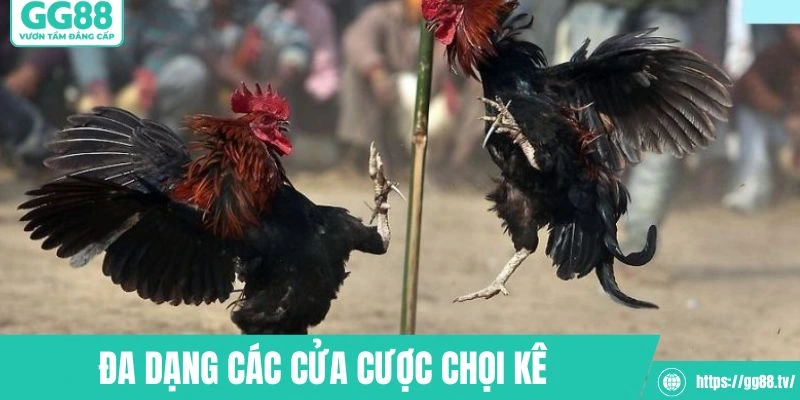 Người chơi có nhiều sự lựa chọn về cửa cược